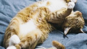Felul în care pisica ta doarme spune multe despre starea ei de sănătate. Cum se traduce poziția „croissant”? Când devine somnul o alarmă medicală