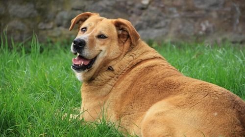 Câinii reacționează la mâncare la fel ca oamenii și au „conflicte interioare” când vine vorba de hrană. O nouă dovadă că obezitatea afectează tot mai multe animale de companie