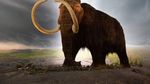 ADN de mamut lânos, descoperit în excremente fosilizate de veveriță vechi de până la 700.000 de ani