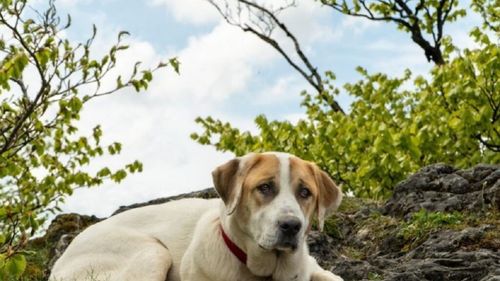 Cel mai frumos oraș de coastă al Spaniei impune reguli dure pentru animale. Limitează accesul câinilor pe plajă pentru a-și proteja farmecul natural