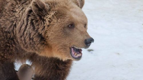 Ursoaică cu doi pui pe Platoul Cornești din Târgu Mureș, unde se află grădina zoologică, un parc pentru copii și mai multe zone pentru mișcare în aer liber / Salvamont: „Fiți vigilenți și evitați folosirea pistei de alergare mai ales seara sau noaptea”