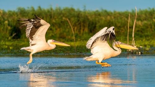 De unde s-au inspirat primarii Alianței Vestului: Peste 1 miliard de euro pentru Delta Dunării, bani europeni de cheltuială prin primul mecanism de Investiții Teritoriale Integrate din România