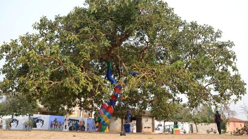 Un arbore gigant din Africa,  martor al comerţului cu sclavi, a fost doborât de o furtună / De ce i se spunea ”arborele licitațiilor”