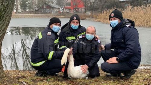 Singura lebădă din Suceava, dusă la adăpost pe timpul iernii. A fost salvată de pompierii militari după ce a rămas prinsă în gheață