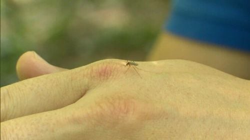 Bucureștiul, invadat de țânțari cu West Nile. Boala nu are tratament și nici vaccin. Recomandările specialiștilor