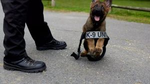 Prea jucăuși să fie polițiști: cățeii care au „picat” admiterea la Academia K9 pot fi adoptați. Au nevoie de un cămin, unde joaca și îmbrățișările sunt misiunea principală