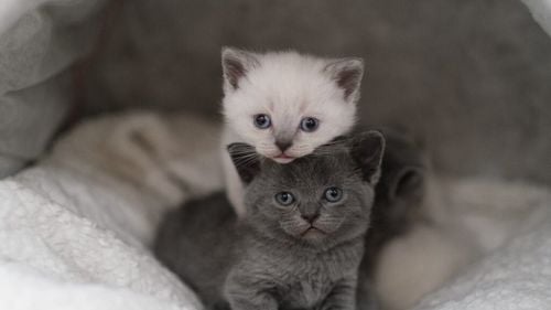 Cum vor arăta pisicile viitorului: mai mari și mai prietenoase, dar la fel de enigmatice. Ce ne spun studiile despre relația lor cu oamenii / De ce sunt atât de diferite de câini