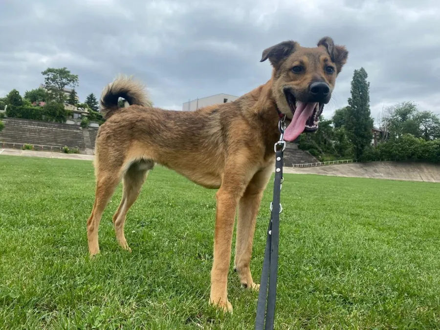 Tano, câine adoptat