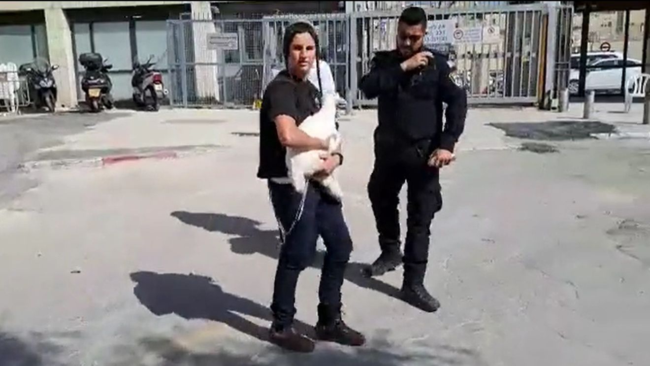 Israel: Poliția a reținut mai multe persoane care încercau să ducă animale pe Muntele Templului pentru a le sacrifica
