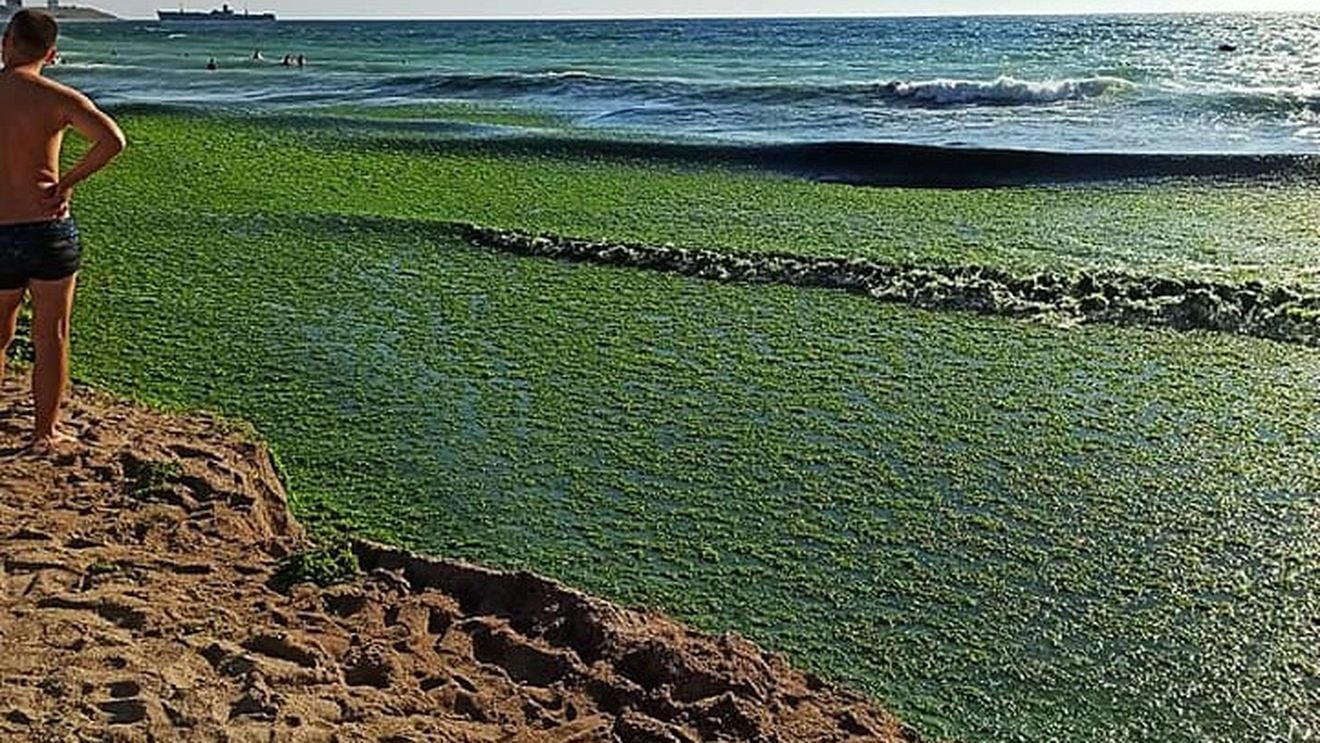 Aproape 2.700 de tone de alge, strânse în acest sezon de pe litoralul românesc / Cele mai mari cantităţi, adunate în zonele Mamaia Sud şi Năvodari