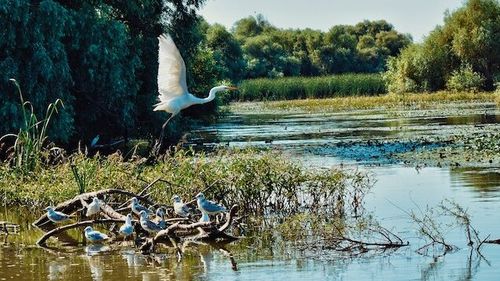 Început de sezon turistic promiţător pentru pensiunile din Deltă: 75% din locurile de cazare sunt rezervate până la sfârșitul lunii septembrie