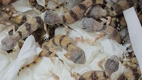 Aproape 90 de reptile descoperite în bagaje confiscate pe aeroportul din Viena / Cele 85 de şopârle gecko, doi şerpi și doi scorpioni fac 47.000 de euro