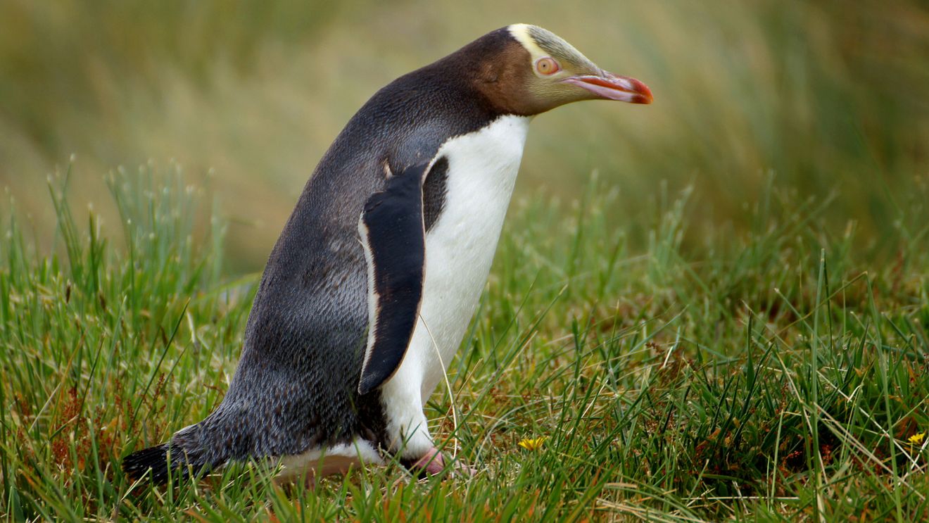 Cel mai rar pinguin din lume, desemnat din nou "Pasărea Anului" în Noua Zeelandă