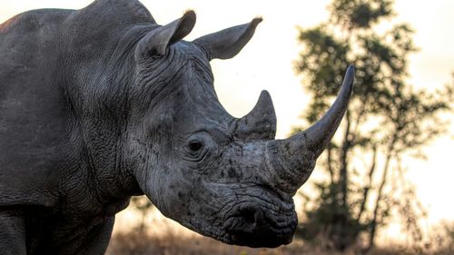 Un bărbat a încercat să atace un rinocer la Grădina Zoologică din Basel. Nici omul, nici animalul nu au fost răniţi