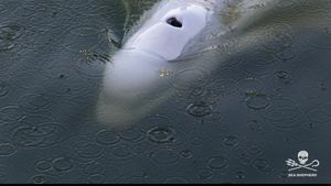 Balena beluga care s-a rătăcit în fluviul Sena va fi mutată într-un bazin cu apă sărată aproape de mare