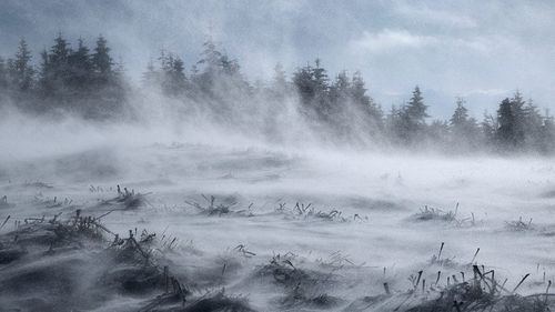 37 de localități din județul Bihor, fără curent electric, din cauza ninsorilor / Sunt aproape 10.000 de consumatori afectați