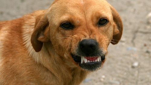 SURSE: Un câine a mușcat fetița unei judecătoare / Fata de 6 ani a fost atacată pe stradă, în București, de câinele scăpat dintr-o curte