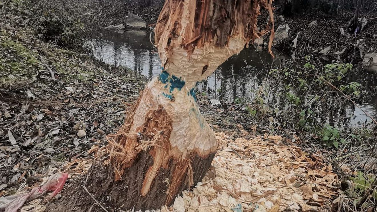 Tentativă de otrăvire a unor castori din Alba Iulia / Mai mulți copaci au fost stropiți cu otravă pentru șoareci / Poliția a deschis o anchetă