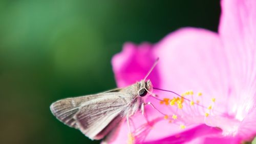 O specie de molie a reapărut într-o regiune din Bosnia și Herțegovina/ Ultima dată a fost zărită în Muntenegru, acum 40 de ani