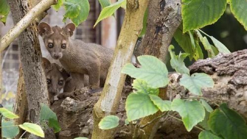 Premieră în conservarea speciilor. Patru pui dintr-o specie rară de pisică sălbatică, pe cale de dispariție, s-au născut la Zoo Napoli