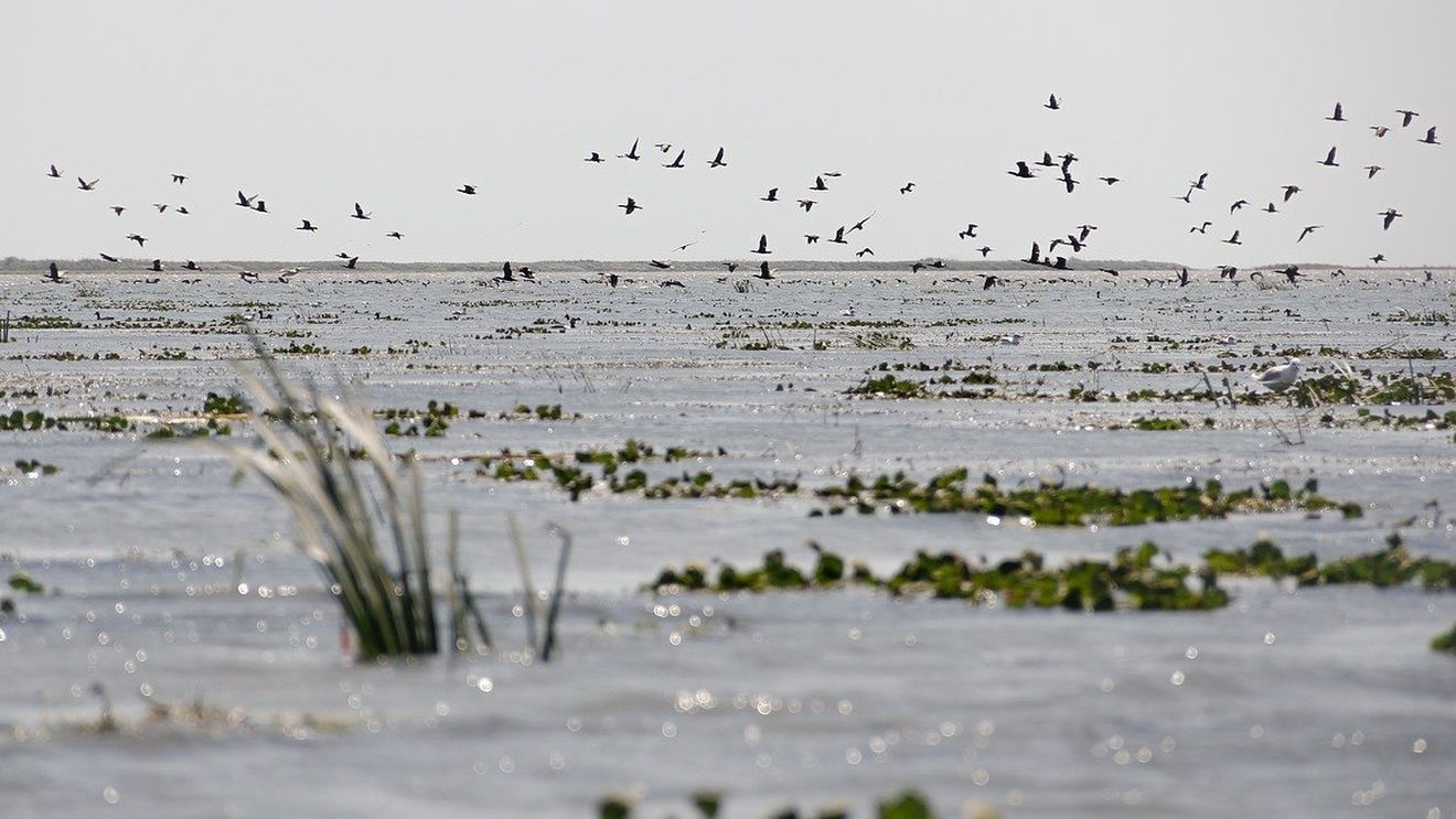 O specie agresivă de peşte, somnul african, găsită în Delta Dunării. Într-o singură zi au fost capturate 10 exemplare / Specialiştii avertizează că acesta ar putea afecta celelalte specii de peşte din Deltă