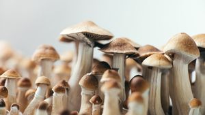 Noua Zeelandă dă undă verde folosirii psilocybin, un compus prezent în mod natural în anumite ciuperci halucinogene, în lupta împotriva depresiei