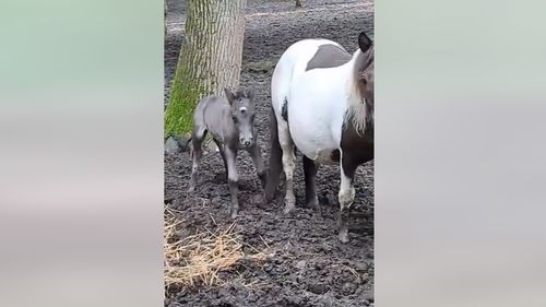 VIDEO Mânz de ponei nou născut la ZOO Târgu Mureș