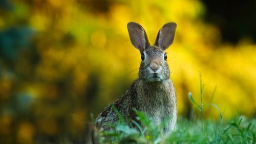 S-a deschis Târgul de Paște din Timișoara: Peste 70 de evenimente până în 6 mai