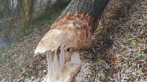 O salcie roasă de castori a căzut peste patru mașini, în municipiul Sibiu