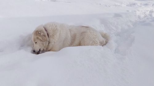 Ciobanii din Italia primesc bani de la stat pentru întreținerea câinilor care să le apere turmele de lupi / Ciobănescul carpatin și ciobănescul de Bucovina se află printre rasele acceptate