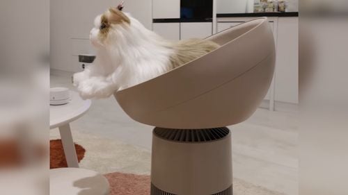 IFA 2024: A creat LG purificatorul de aer „purrfect” pentru iubitorii de pisici? Dispozitivul include pat și cântar încorporat care monitorizează greutatea felinelor