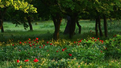 Destinații de călătorii de primăvară: Rezervații de bujori, plimbări printre trandafiri, narcise, lalele pestrițe și magnolii