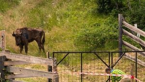Neamţ: Un zimbru a apărut în localitatea Târpeşti; a fost emis mesaj RO-ALERT
