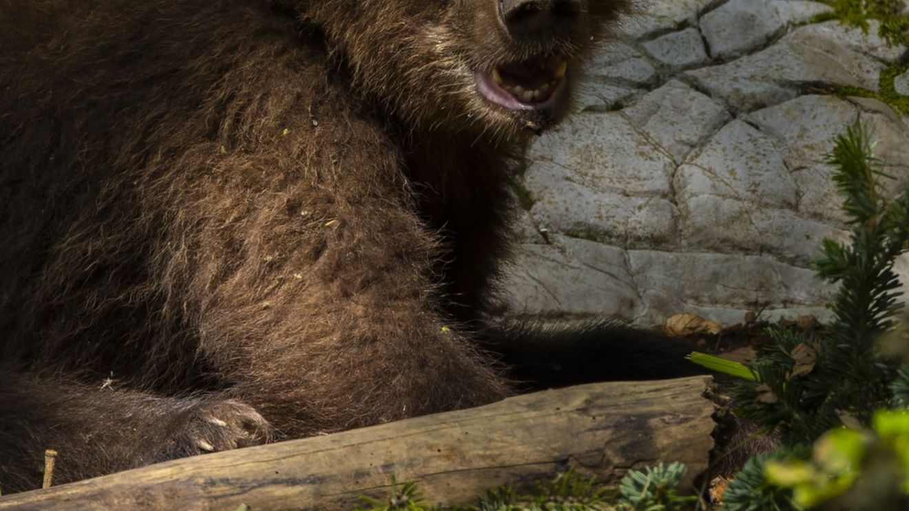 Urs semnalat pe o stradă din Sinaia / A fost emis mesaj RO-ALERT