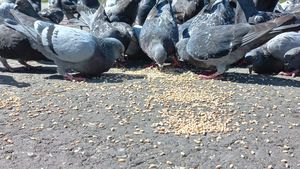 Soluții în Brașov împotriva păsărilor: strângerea gunoaielor și montarea de plase pe acoperișurile blocurilor / ”S-au tăiat mulți copaci, iar ele vin și își fac cuiburi în orașe”