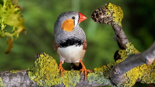 Canada se confruntă cu cel mai grav declin al faunei sălbatice din ultimii 50 de ani, avertizează organizația de mediu WWF / Sute de specii sunt amenințate cu dispariția