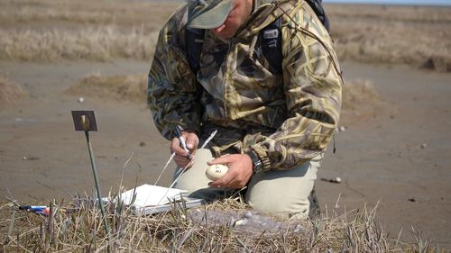 Medicii de la Direcția Sanitar-Veterinară Arad intră în grevă japoneză / Susțin că din 2017 nu le-au mai fost marite salariile