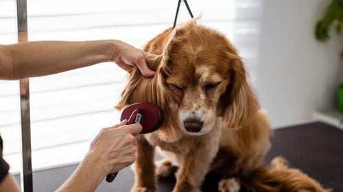 Beauty pentru animalele de companie: un business în creștere / De la șampoane, la parfumuri și spa-uri pentru câini / Mari branduri ca Dolce & Gabbana, Miu Miu, Fendi sau Prada au intrat și ele în joc