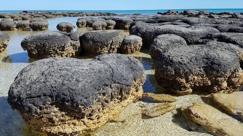 Ce sunt stromatoliții, primele forme de viață care au fost martorele ultimilor 3,7 miliarde de ani pe Pământ