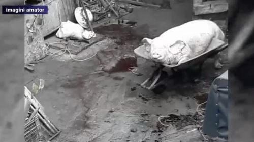 Porci sacrificați lângă o grădiniță: ”În mijlocul Bucureștiului sunt porci, suntem la 3 kilometri de borna 0 a României. Cred că sunt 30-40 de porci, e un miros infernal”