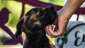 Cum a ajuns un iubitor de animale din Marea Britanie să aibă grijă de animalele abandonate din Ucraina