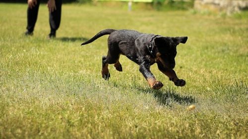 Sunt cu adevărat animalele de companie tratament pentru depresie? Ce spun psihologii