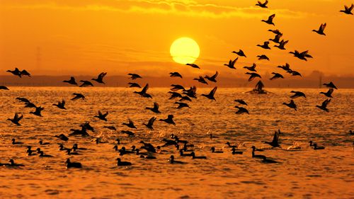 STUDIU Animalele migratoare, din ce în ce mai ameninţate cu extincţia