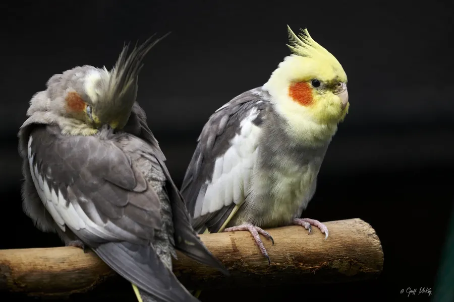 pets, animale de companie, animale de companie mostenitoare, milioane, papagali e