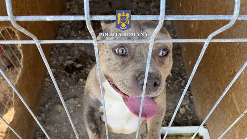 Un bărbat din Baia Mare, cercetat de poliție pentru infracțiuni împotriva animalelor/ Înmulțea acasă câini pitbull și le cupa urechile, pentru a-i vinde