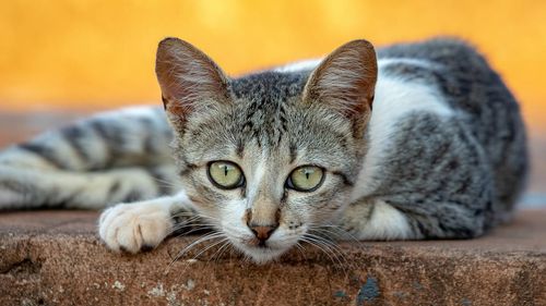 A început campania de sterilizare gratuită a pisicilor fără stăpân din București/ Cum te poți programa la clinica veterinară mobilă