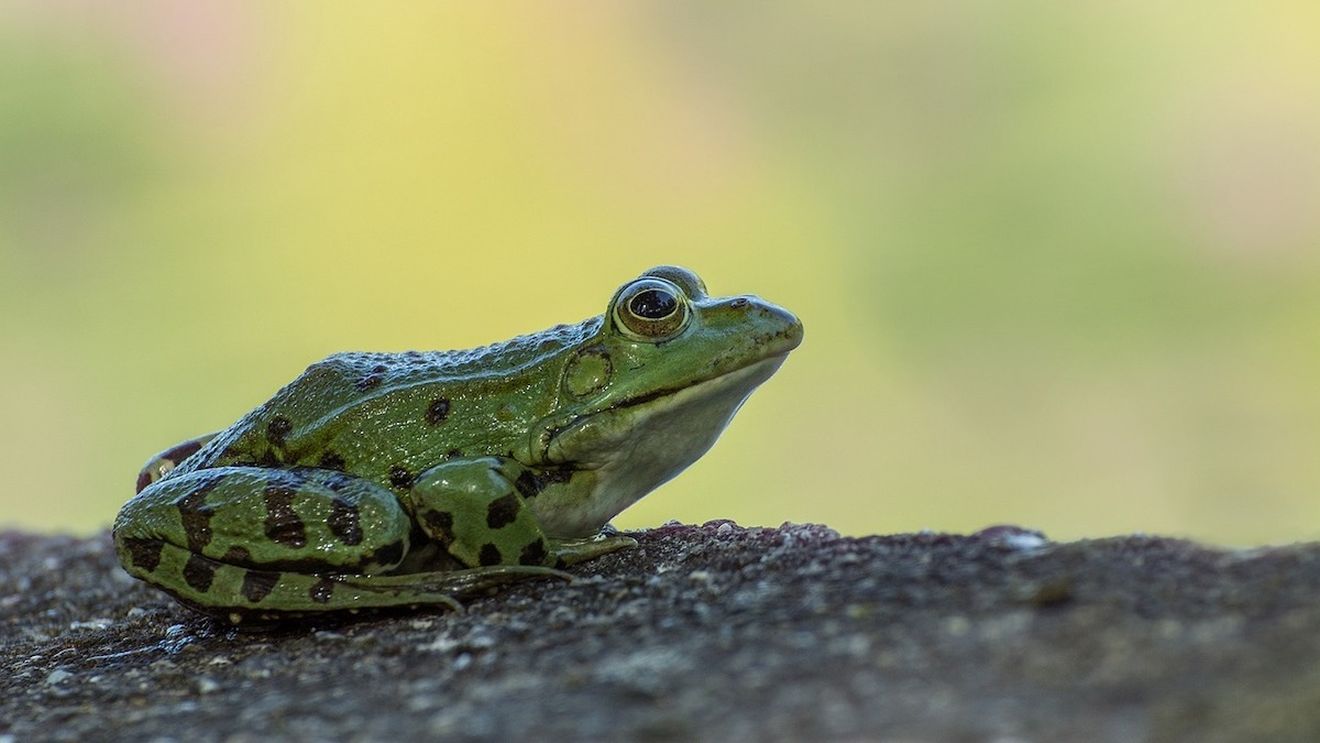 Mii de broscuţe au invadat un drum județean din Timiș / Biolog: ”Este perioada când ies din starea de latență, ies din iarnă și atunci ele își caută disperate un habitat prielnic ca să se înmulțească”