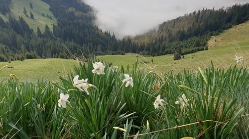 VIDEO Poiana cu narcise din Munţii Rodnei îi aşteaptă pe drumeţi începând din acest weekend