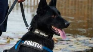 Cel mai bun câine de urmă al Poliției Române a ajutat la prinderea suspectului în cazul dublei crime de la Satu Mare