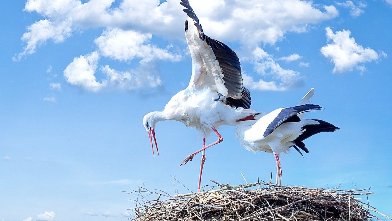 Creştere spectaculoasă a numărului de berze  în Harghita / Cum se explică înmulțirea lor/ Pasărea, iubită de oameni şi prezentă pe stema comunei Sânsimion - reportaj